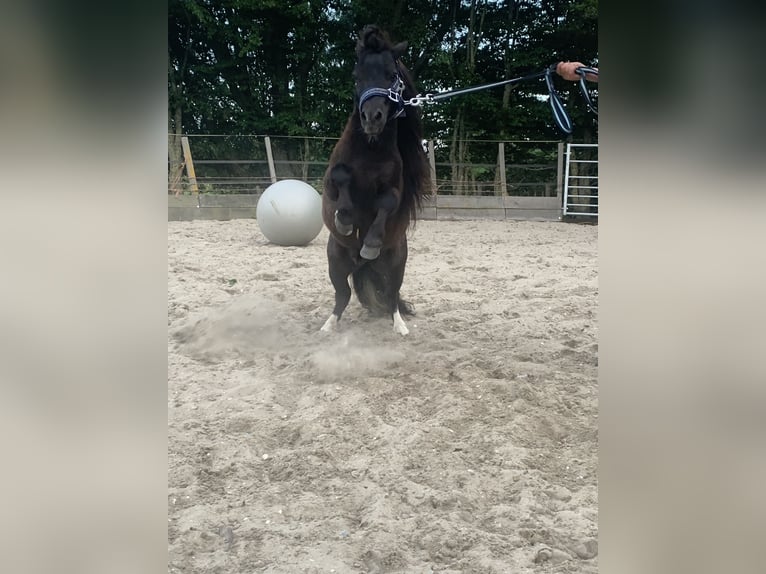 Shetland Ponys Wallach 8 Jahre 80 cm Dunkelbrauner in Lekkerkerk