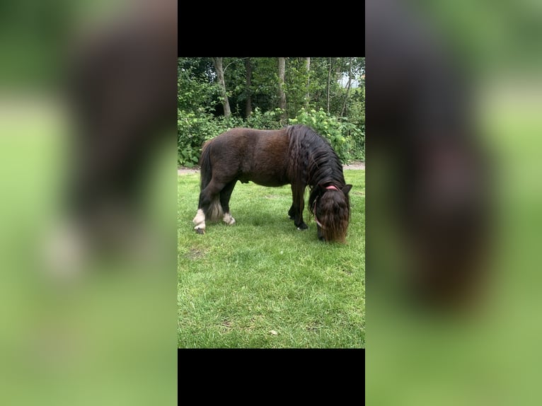 Shetland Ponys Wallach 8 Jahre 80 cm Dunkelbrauner in Lekkerkerk