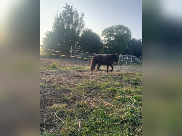 Shetland Ponys Wallach 8 Jahre 80 cm Dunkelbrauner in Lekkerkerk