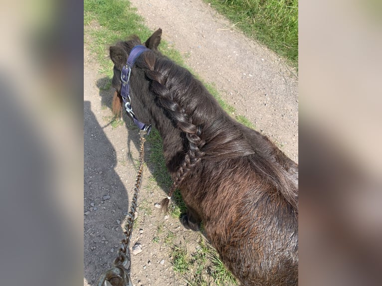 Shetland Ponys Wallach 8 Jahre 80 cm Dunkelbrauner in Lekkerkerk