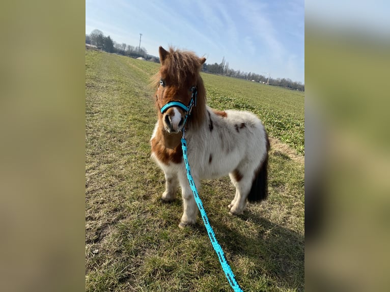 Shetland Ponys Wallach 8 Jahre 85 cm Schecke in Edewecht