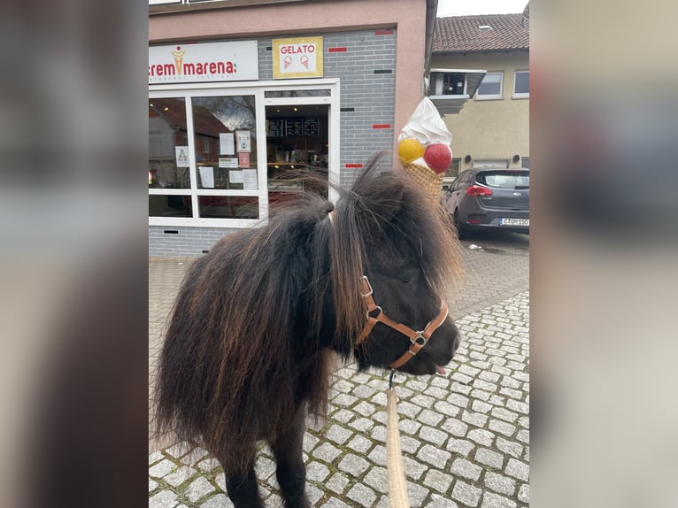 Shetland Ponys Wallach 8 Jahre 92 cm Rappe in Ochsenfurt