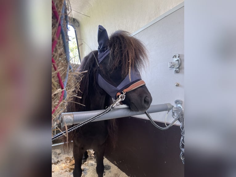 Shetland Ponys Wallach 8 Jahre 92 cm Rappe in Ochsenfurt