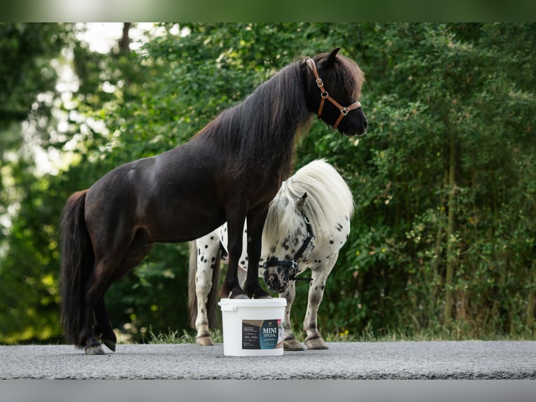 Shetland Ponys Wallach 8 Jahre 92 cm Rappe in Ochsenfurt