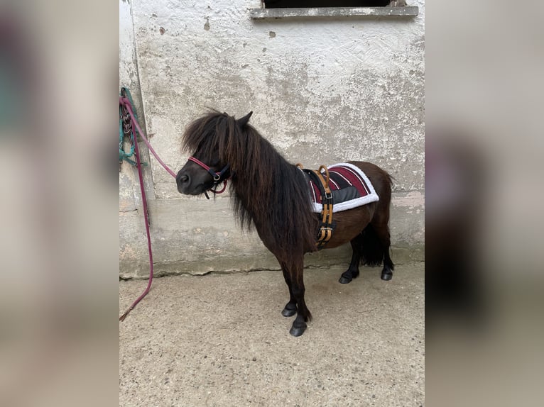 Shetland Ponys Wallach 8 Jahre 92 cm Rappe in Ochsenfurt