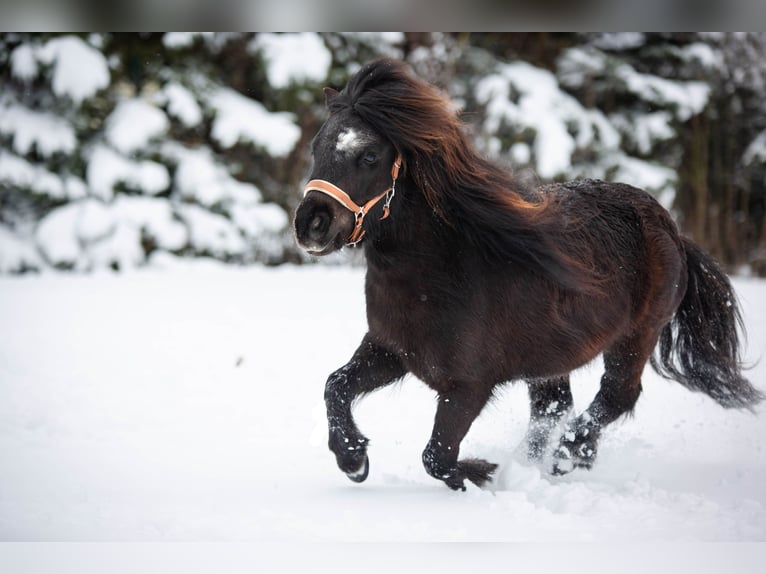 Shetland Ponys Wallach 8 Jahre 92 cm Rappe in Ochsenfurt