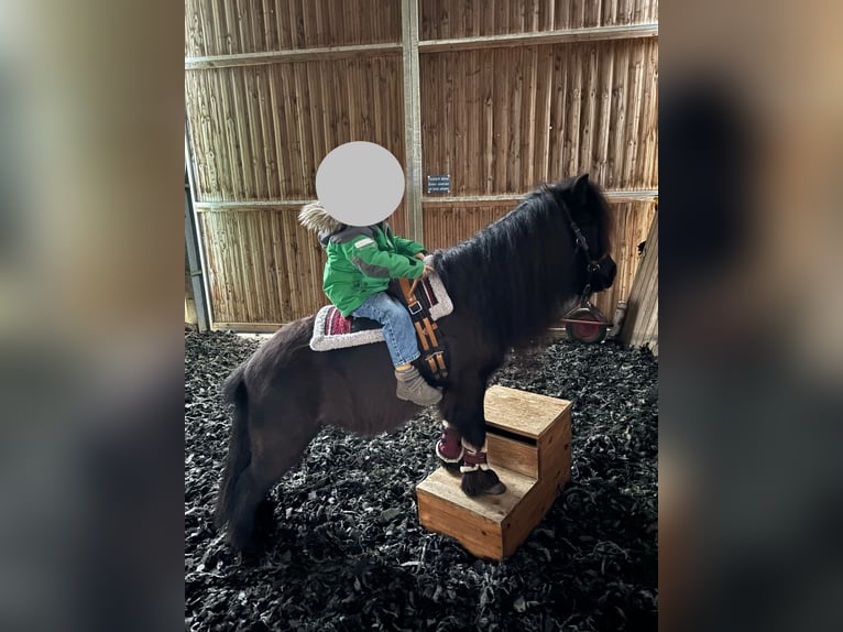 Shetland Ponys Wallach 8 Jahre 92 cm Rappe in Ochsenfurt