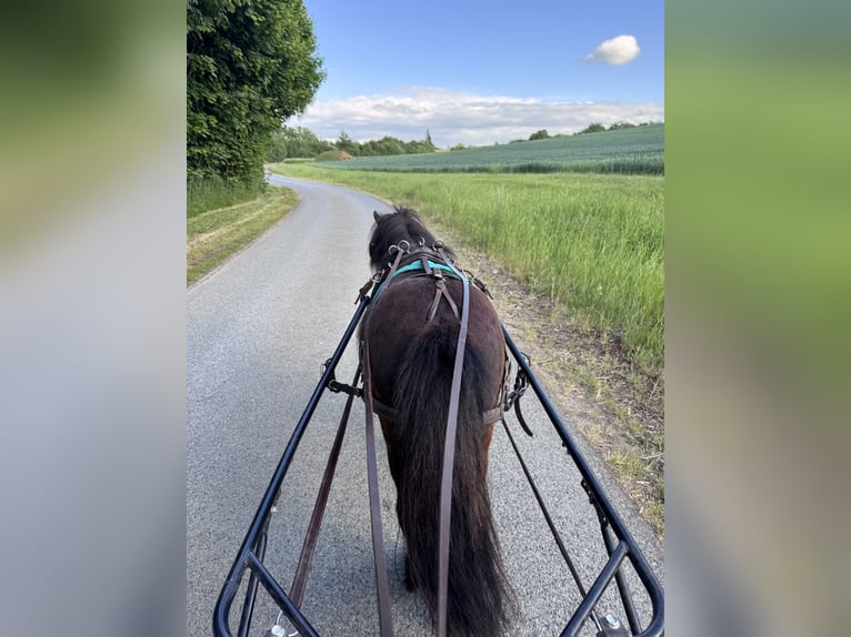 Shetland Ponys Wallach 8 Jahre 92 cm Rappe in Ochsenfurt