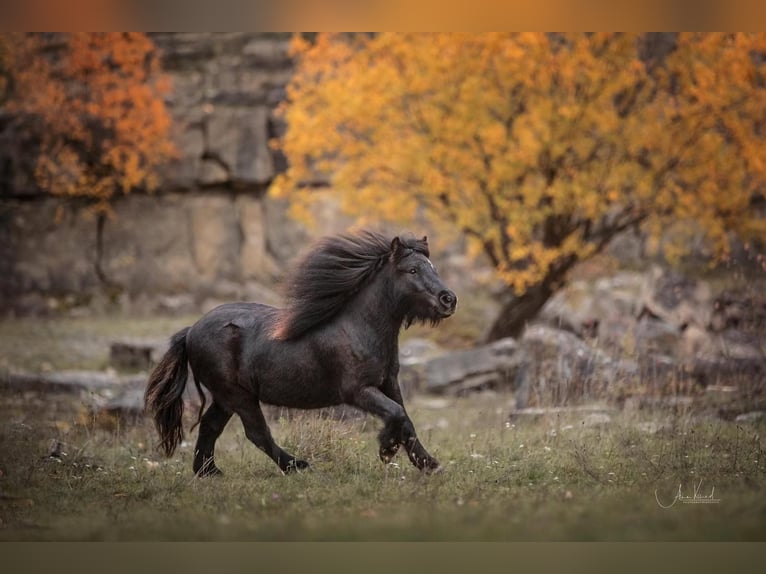Shetland Ponys Wallach 8 Jahre 92 cm Rappe in Ochsenfurt