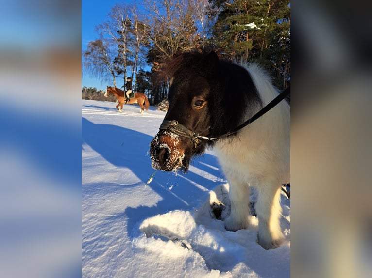 Shetland Ponys Wallach 8 Jahre 92 cm Schecke in Flachslanden