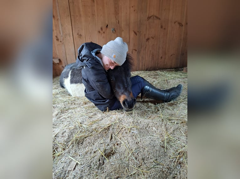Shetland Ponys Wallach 8 Jahre 92 cm Schecke in Flachslanden