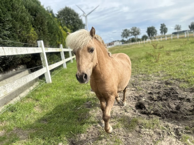 Shetland Ponys Wallach 8 Jahre 97 cm Palomino in Bassum