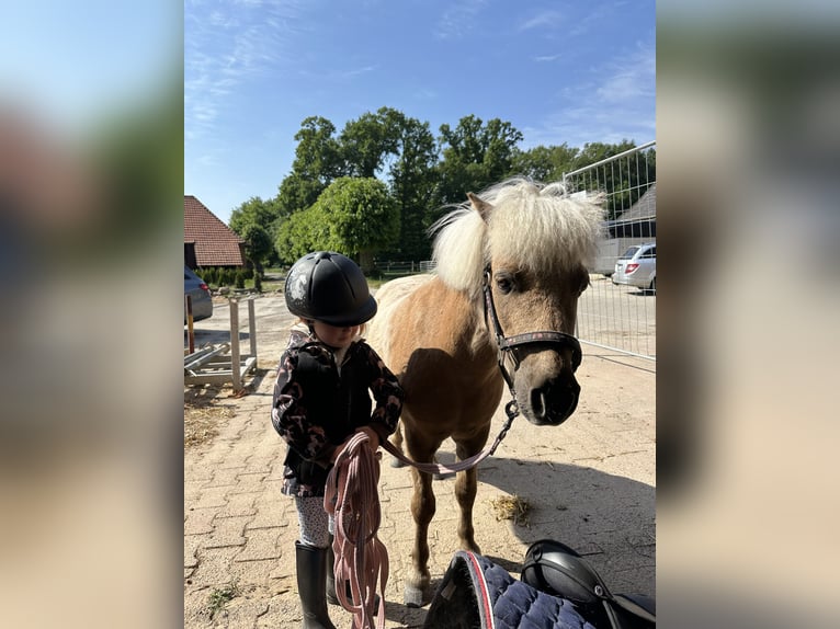 Shetland Ponys Wallach 8 Jahre 97 cm Palomino in Bassum