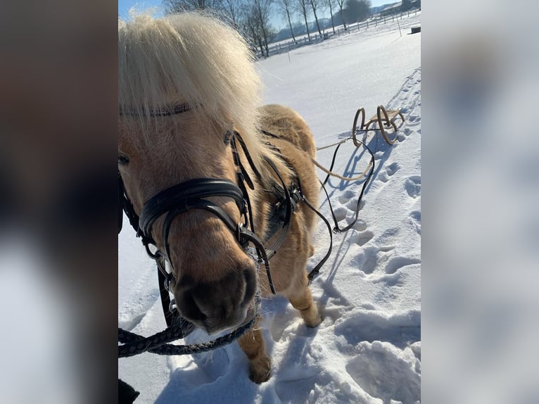 Shetland Ponys Wallach 8 Jahre 97 cm Palomino in Bassum