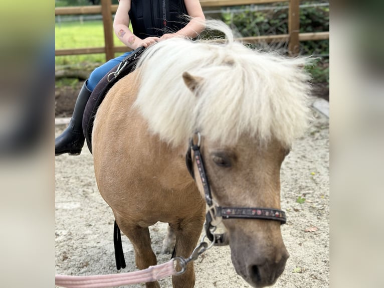 Shetland Ponys Wallach 8 Jahre 97 cm Palomino in Bassum