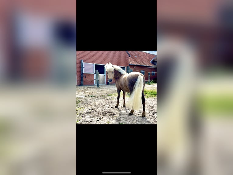 Shetland Ponys Wallach 8 Jahre 97 cm Palomino in Bassum