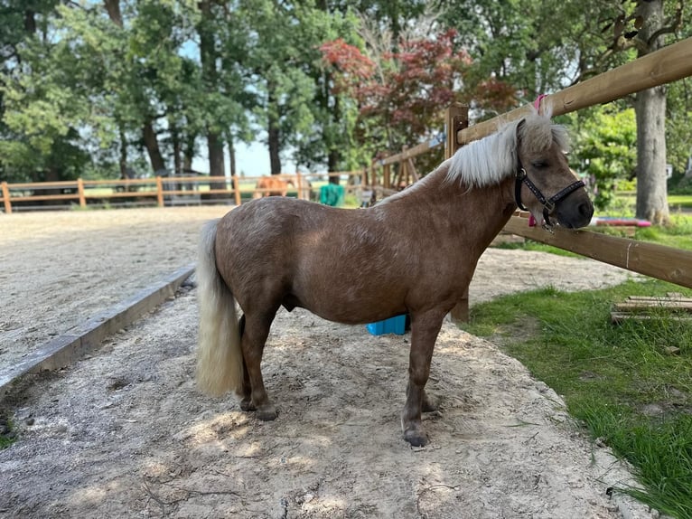 Shetland Ponys Wallach 8 Jahre 97 cm Palomino in Bassum