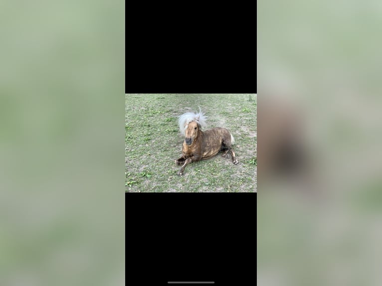 Shetland Ponys Wallach 8 Jahre 97 cm Palomino in Bassum