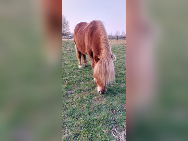 Shetland Ponys Wallach 9 Jahre 100 cm Fuchs in Bedburg-Hau