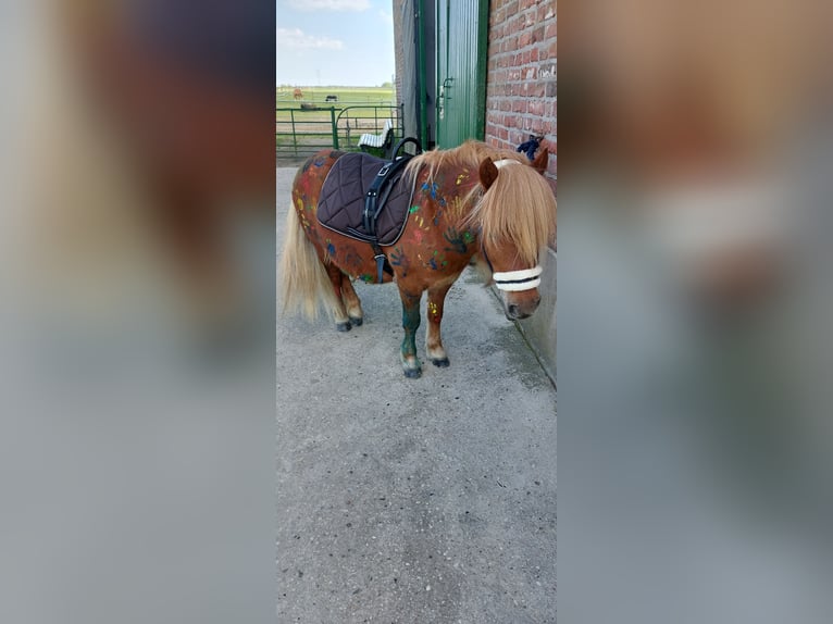 Shetland Ponys Wallach 9 Jahre 100 cm Fuchs in Bedburg-Hau