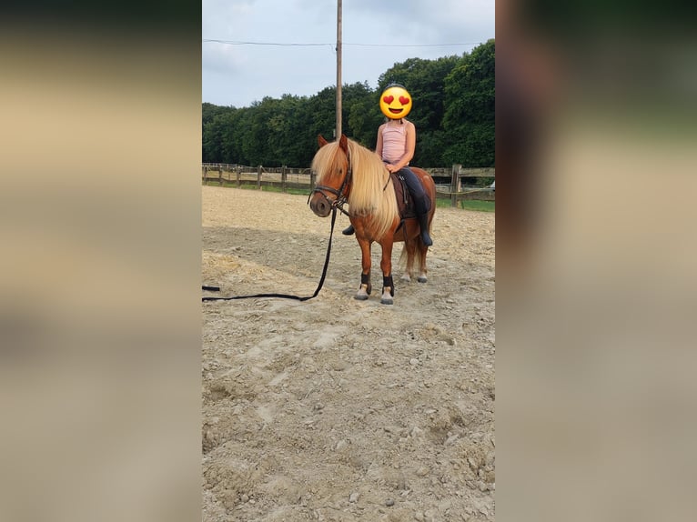 Shetland Ponys Wallach 9 Jahre 100 cm Fuchs in Bedburg-Hau