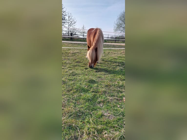 Shetland Ponys Wallach 9 Jahre 100 cm Fuchs in Bedburg-Hau