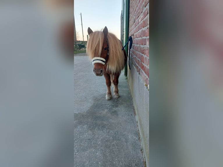 Shetland Ponys Wallach 9 Jahre 100 cm Fuchs in Bedburg-Hau