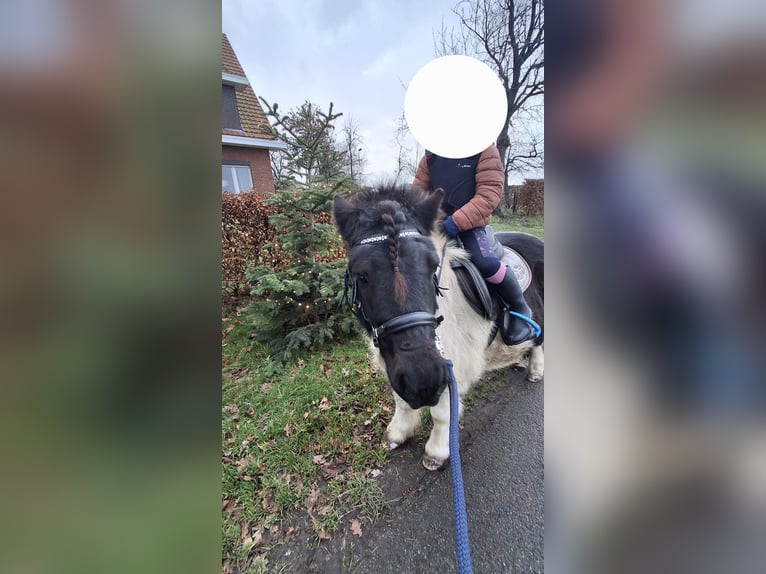 Shetland Ponys Wallach 9 Jahre 100 cm Schecke in Essen