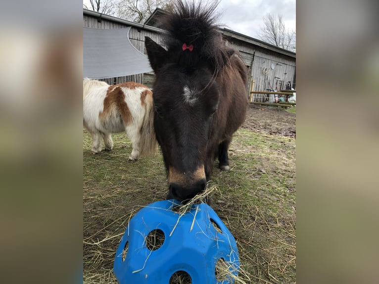 Shetland Ponys Wallach 9 Jahre 104 cm Dunkelbrauner in Hude (Oldenburg)
