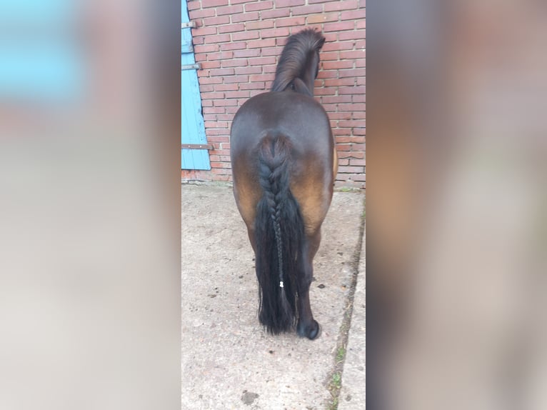 Shetland Ponys Wallach 9 Jahre 104 cm Dunkelbrauner in Hude (Oldenburg)