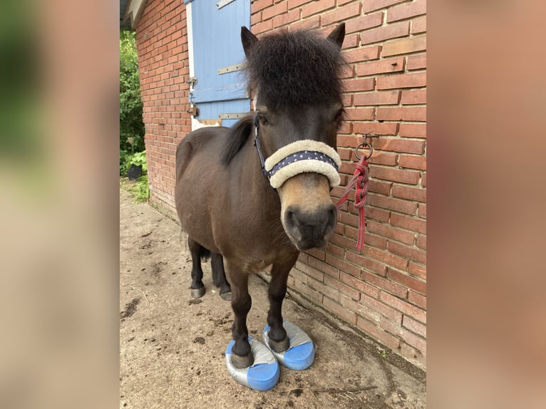 Shetland Ponys Wallach 9 Jahre 104 cm Dunkelbrauner in Hude (Oldenburg)