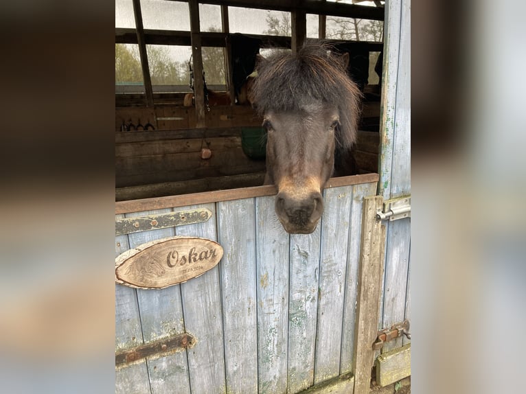 Shetland Ponys Wallach 9 Jahre 104 cm Dunkelbrauner in Hude (Oldenburg)