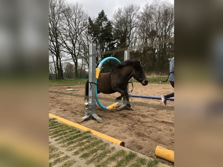 Shetland Ponys Wallach 9 Jahre 104 cm Dunkelbrauner in Hude (Oldenburg)