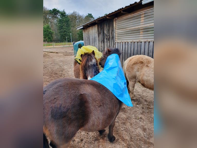 Shetland Ponys Wallach 9 Jahre 104 cm Dunkelbrauner in Hude (Oldenburg)