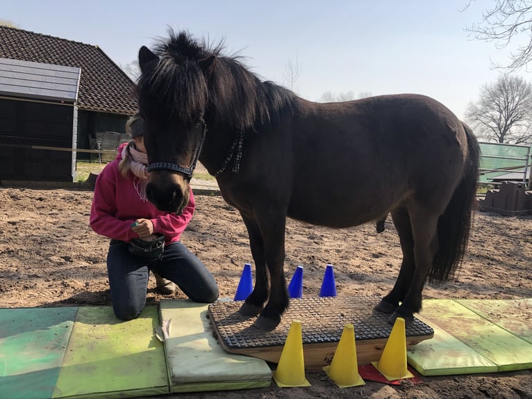 Shetland Ponys Wallach 9 Jahre 104 cm Dunkelbrauner in Hude (Oldenburg)