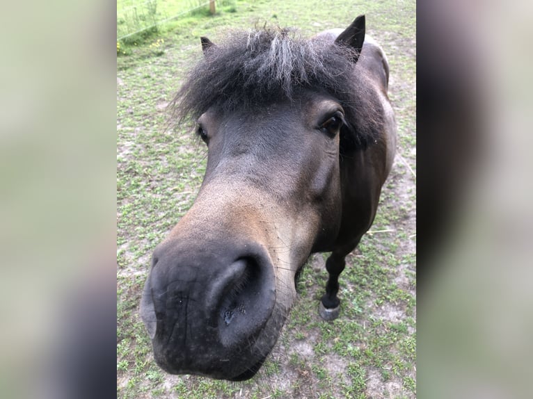 Shetland Ponys Wallach 9 Jahre 104 cm Dunkelbrauner in Hude (Oldenburg)