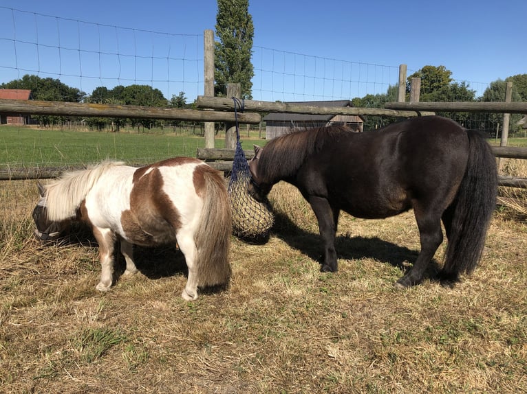 Shetland Ponys Wallach 9 Jahre 104 cm Dunkelbrauner in Hude (Oldenburg)