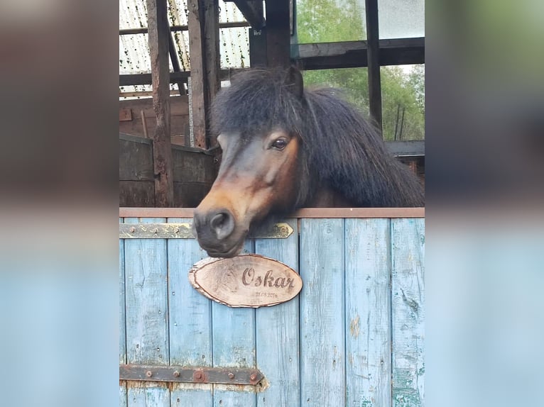 Shetland Ponys Wallach 9 Jahre 104 cm Dunkelbrauner in Hude (Oldenburg)