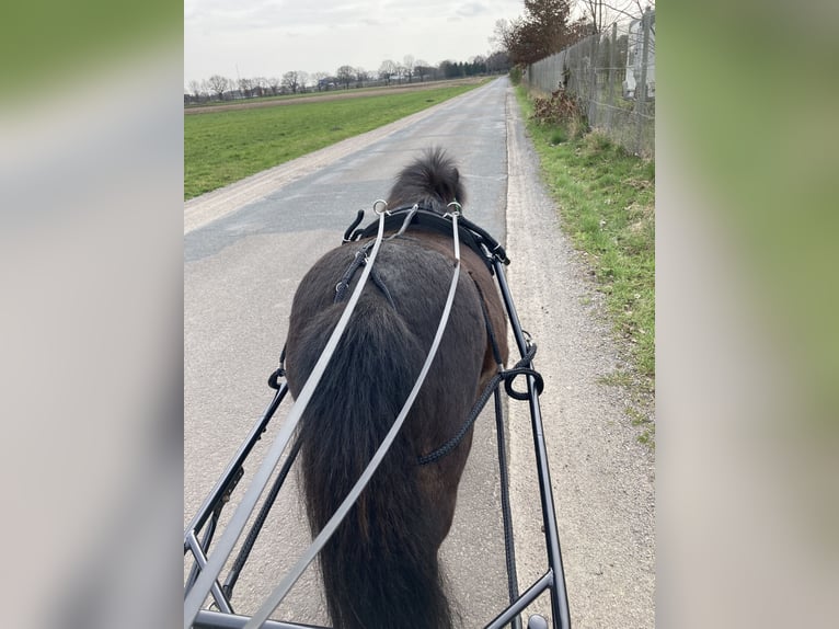 Shetland Ponys Wallach 9 Jahre 104 cm Dunkelbrauner in Hude (Oldenburg)