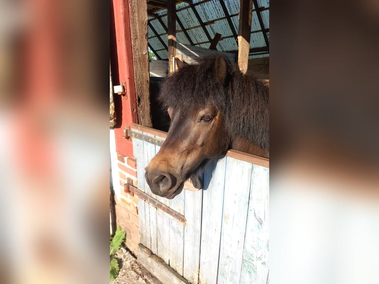 Shetland Ponys Wallach 9 Jahre 104 cm Dunkelbrauner in Hude (Oldenburg)
