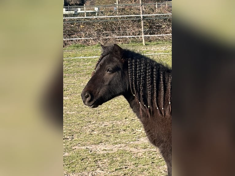 Shetland Ponys Wallach 9 Jahre 104 cm Rappe in Saint-Martin-de-Crau