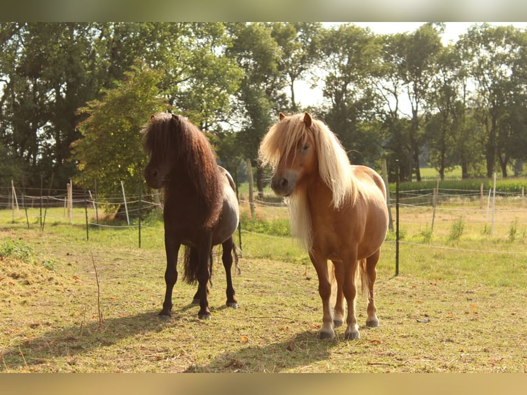 Shetland Ponys Wallach 9 Jahre 105 cm Rappe in Osnabrück