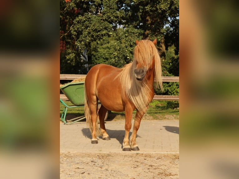 Shetland Ponys Wallach 9 Jahre 105 cm Rappe in Osnabrück
