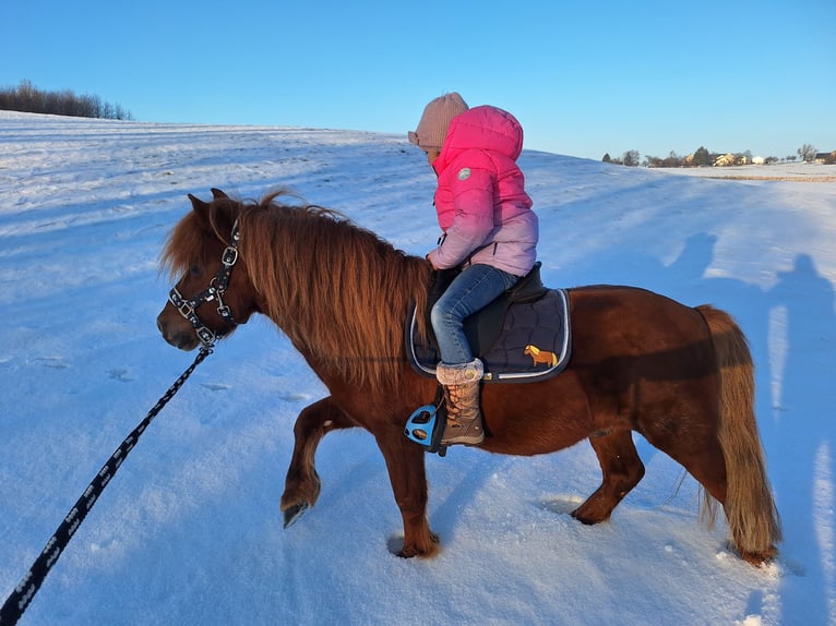 Shetland Ponys Wallach 9 Jahre 105 cm Rotfuchs in Argenbühl