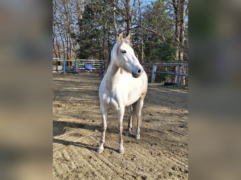 Shetland Ponys Wallach 9 Jahre 105 cm Rotfuchs in Argenbühl