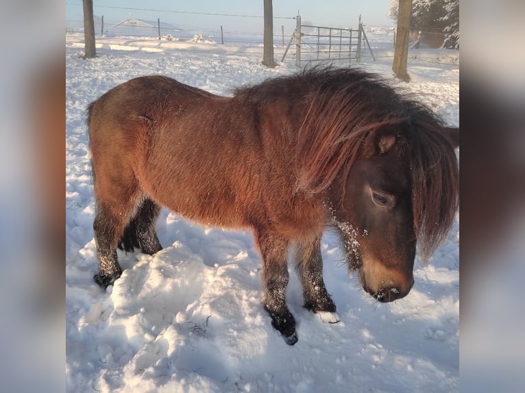 Shetland Ponys Wallach 9 Jahre 110 cm Dunkelbrauner in Kötz