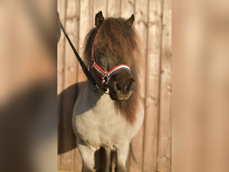 Shetland Ponys Wallach 9 Jahre 85 cm Roan-Blue in Geilenkirchen