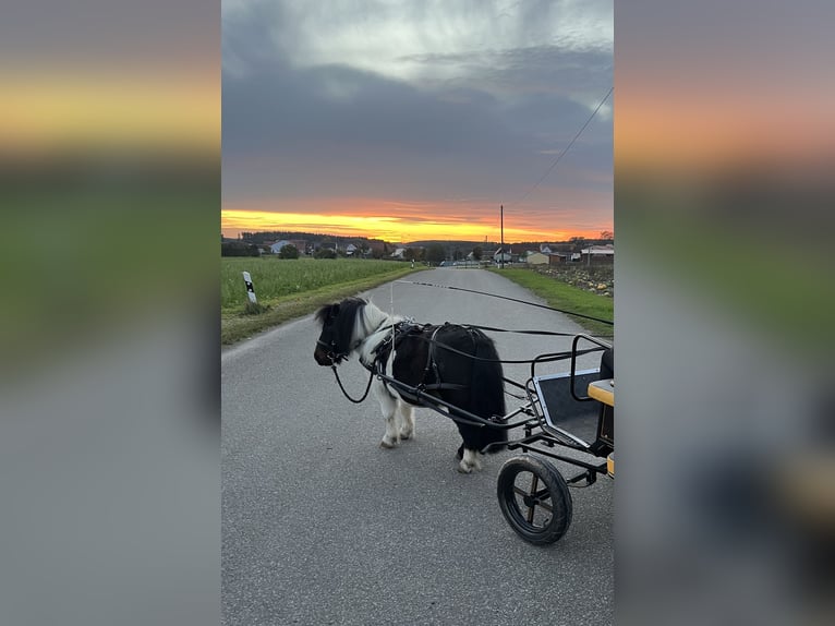 Shetland Ponys Wallach 9 Jahre 90 cm Schecke in Flachslanden