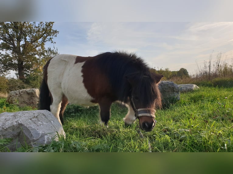 Shetland Ponys Wallach 9 Jahre 90 cm Schecke in Maastricht
