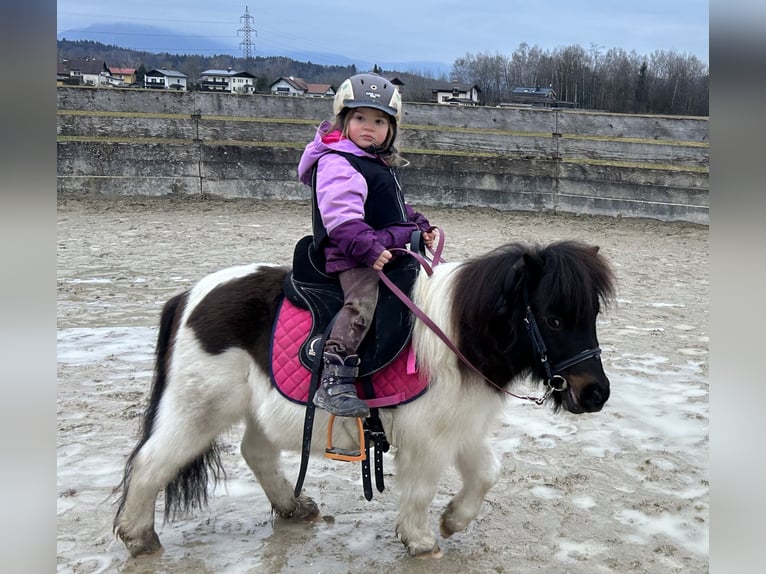Shetland Ponys Wallach 9 Jahre 95 cm Schecke in Salzburg